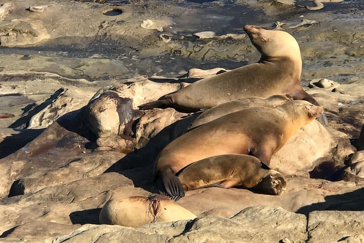 Exploring La Jolla: Coastal Vistas, Seal Colonies, and Cultural Landmarks on a 3-Hour Tour