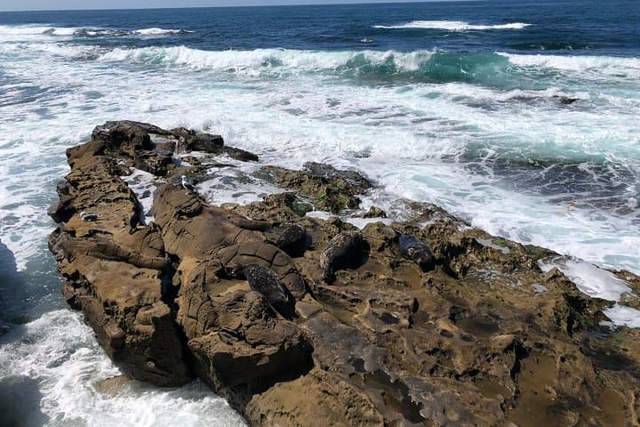 Explore La Jolla on the Ultimate Segway Adventure: Beaches, Sea Caves & Seals photo 6