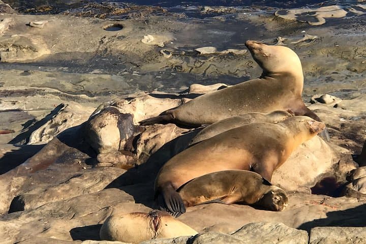 Explore La Jolla on the Ultimate Segway Adventure: Beaches, Sea Caves & Seals photo 4