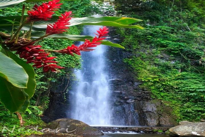 Dark View Falls Tour: Fort Charlotte, Rainforest Hike & Buccament Bay Soak