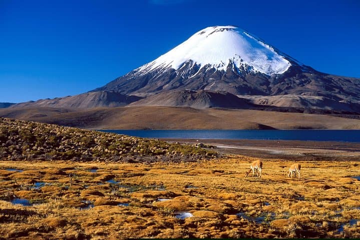 Lauca National Park & Lake Chungará: Full-Day Andean Wildlife, Geology and Archaeology from Arica photo 5