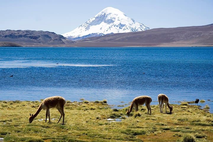 Lauca National Park & Lake Chungará: Full-Day Andean Wildlife, Geology and Archaeology from Arica photo 6