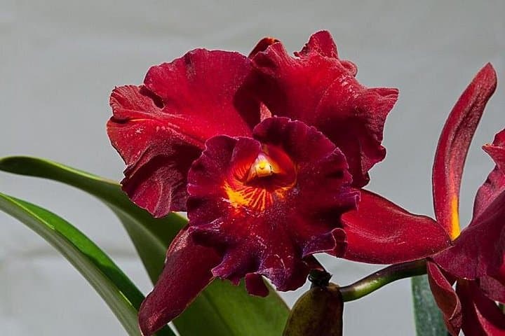 Between Orchids and Hydrangeas – Medellín Flower Farm & South America's Largest Orchid Collection photo 4