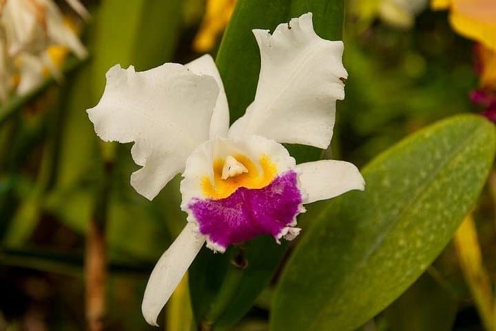 Between Orchids and Hydrangeas – Medellín Flower Farm & South America's Largest Orchid Collection photo 2