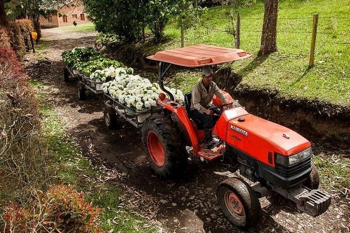 Between Orchids and Hydrangeas – Medellín Flower Farm & South America's Largest Orchid Collection photo 6