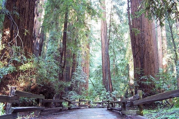 Muir Woods & Sausalito Day Trip from San Francisco — Redwoods, Views, and Ferry Options photo 1