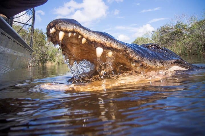 Everglades and Miami Small-Group Tour with Expert Guide — Day Trip from Miami photo 5