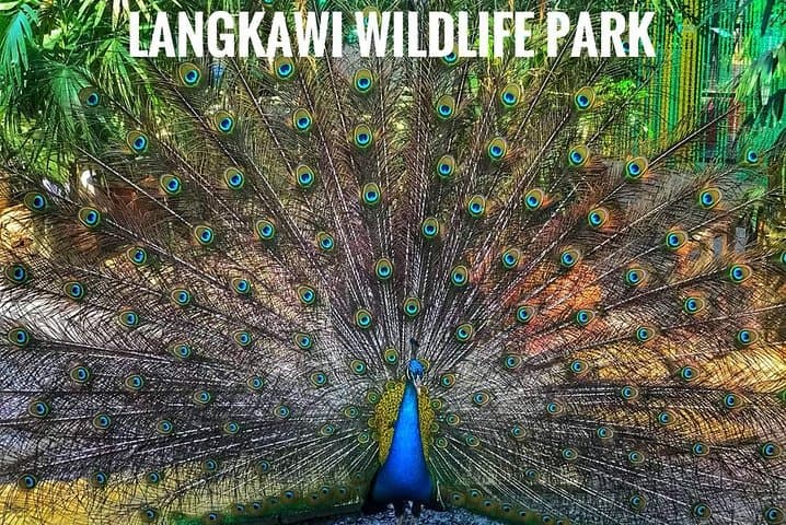Langkawi Wildlife Park: Entry Guide to the Interactive Bird & Wildlife Park