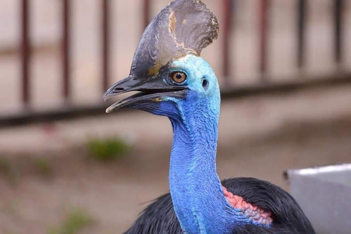 Langkawi Wildlife Park: Entry Guide to the Interactive Bird & Wildlife Park photo 3