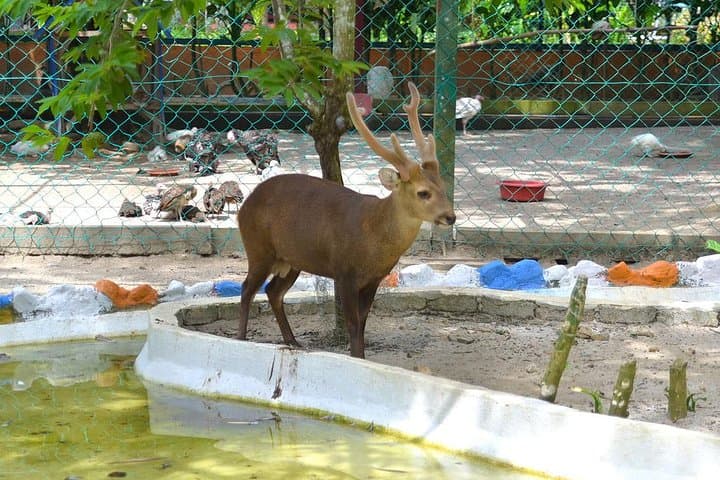 Langkawi Wildlife Park: Entry Guide to the Interactive Bird & Wildlife Park photo 4