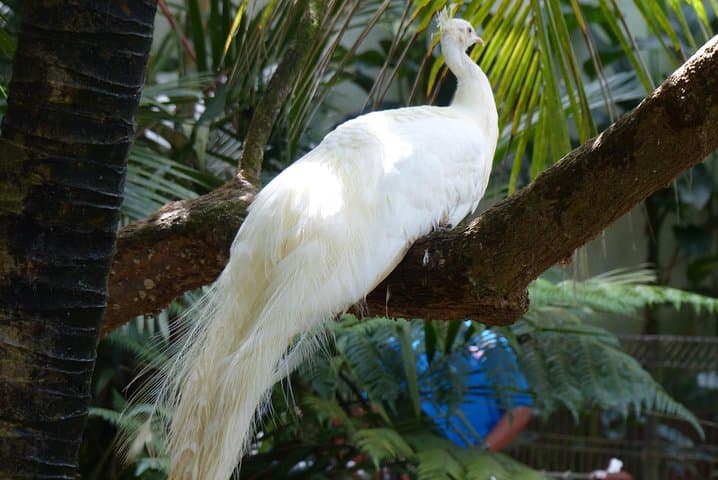 Langkawi Wildlife Park: Entry Guide to the Interactive Bird & Wildlife Park photo 5