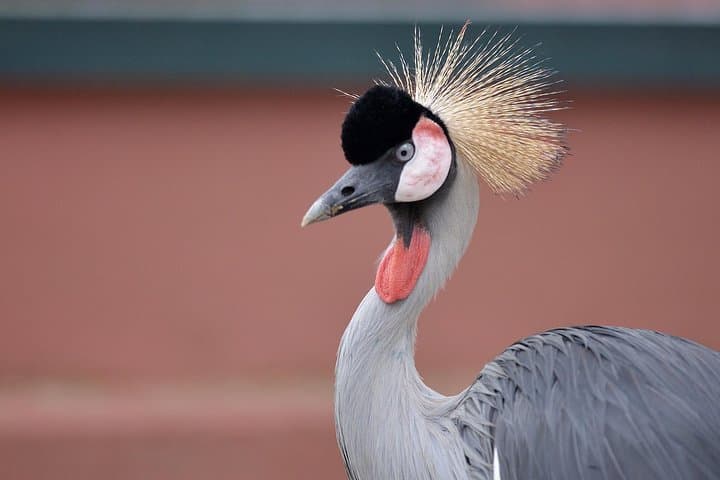 Langkawi Wildlife Park: Entry Guide to the Interactive Bird & Wildlife Park photo 6