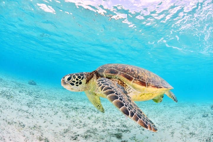 Low Isles Snorkelling Charter Aboard an Authentic Chinese Junk — Port Douglas Day Trip photo 6