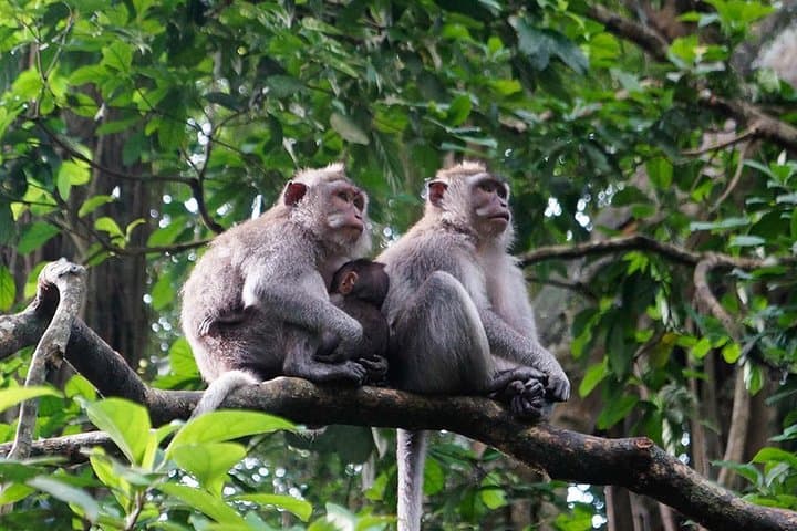 Bali Rafting, Ubud & Jimbaran: Ayung River, Monkey Forest and Jimbaran Seafood Day Tour photo 5