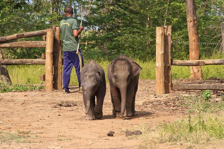 Elephant Conservation and Care Center Day Trip from Agra photo 5