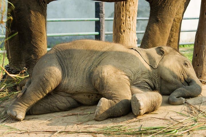 Elephant Conservation and Care Center Day Trip from Agra photo 3