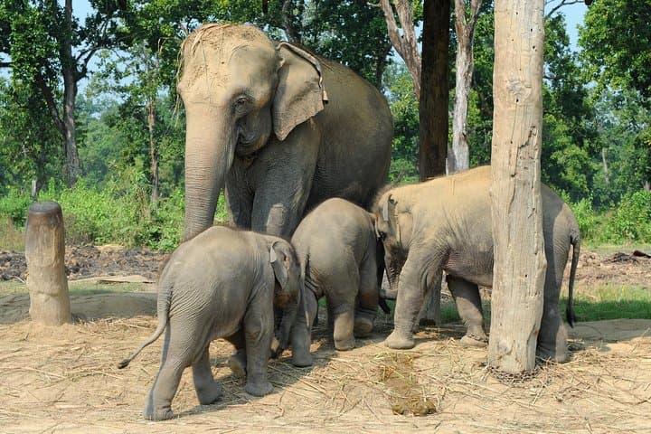 Elephant Conservation and Care Center Day Trip from Agra photo 6