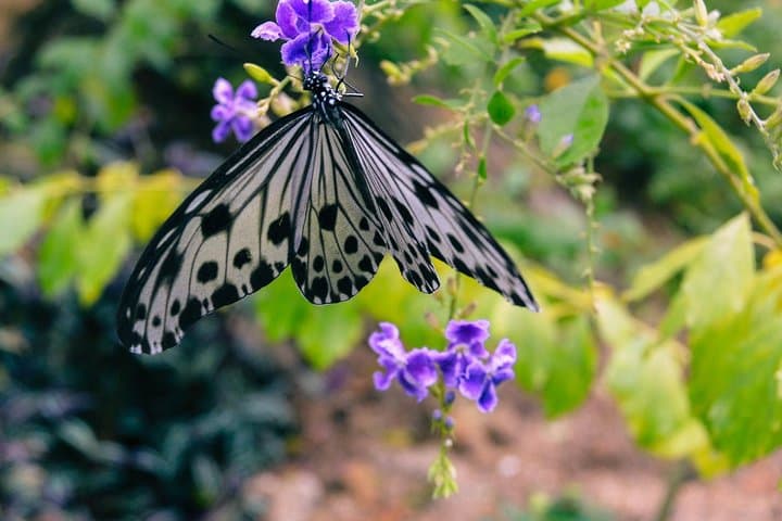 Explore Entopia Penang: Butterfly Sanctuary, Bug Lab & Interactive Nature Center photo 5