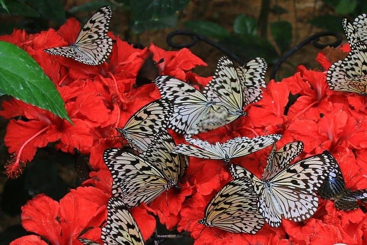 Explore Entopia Penang: Butterfly Sanctuary, Bug Lab & Interactive Nature Center photo 6