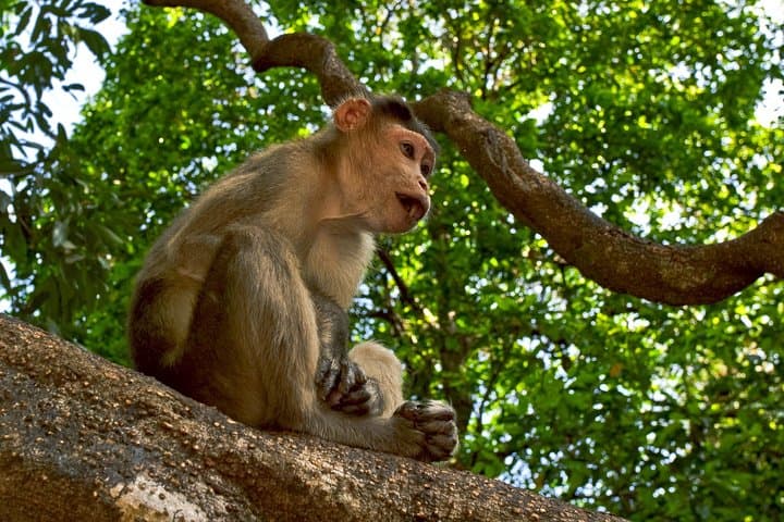 Dudhsagar Falls Jeep Safari: Day Trip to Mollem National Park from Goa photo 6