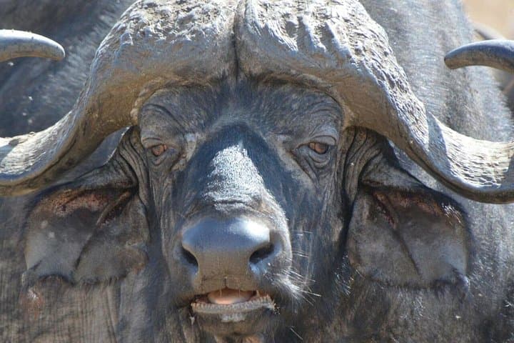3-Day Mikumi National Park Safari From Zanzibar or Dar es Salaam photo 1