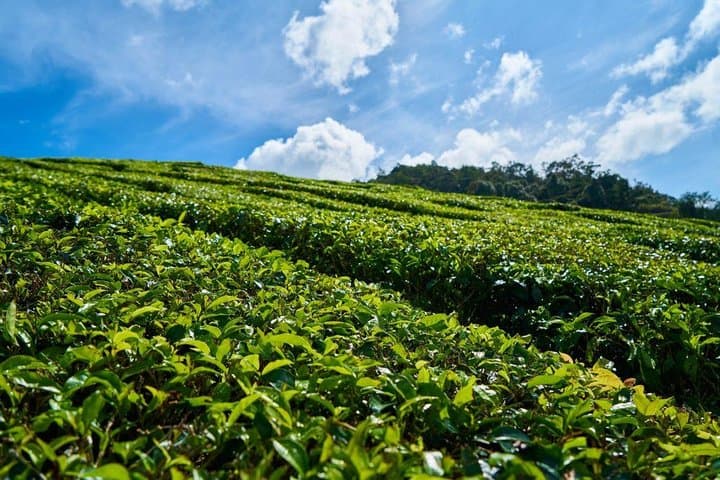Southern Treasures of Mauritius: Bois Chéri Tea, Grand Bassin & the 23-Colored Earth