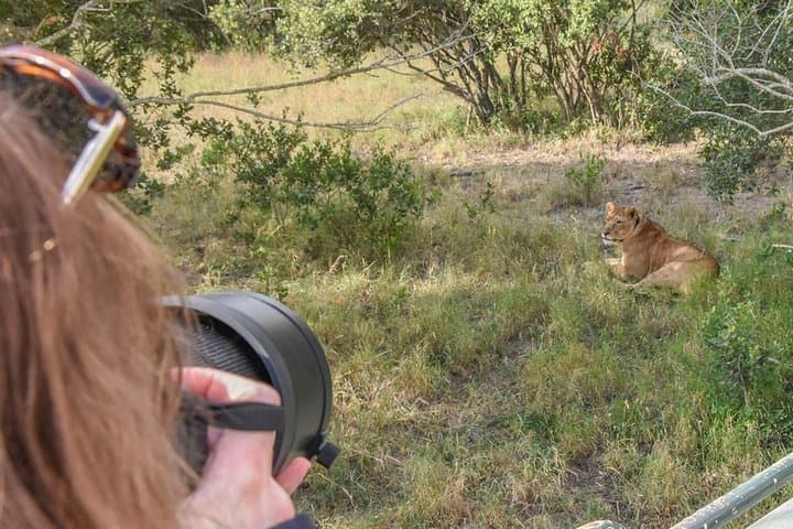 Ol Pejeta & Sweetwaters: Chimpanzee Sanctuary and Lion-Tracking Safari