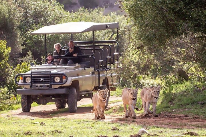 Whale Coast to Bushveld: 3-Day Hermanus and Botlierskop Safari from Cape Town photo 3