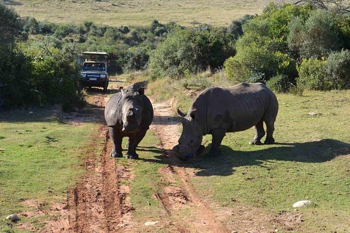 2-Day Western Cape Private Safari — Oudtshoorn & Garden Route Big Five Experience photo 4