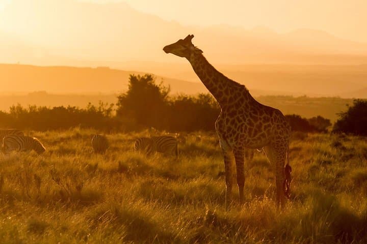 Whale Coast to Bushveld: 3-Day Hermanus and Botlierskop Safari from Cape Town photo 2