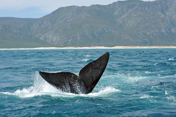Whale Coast to Bushveld: 3-Day Hermanus and Botlierskop Safari from Cape Town photo 4