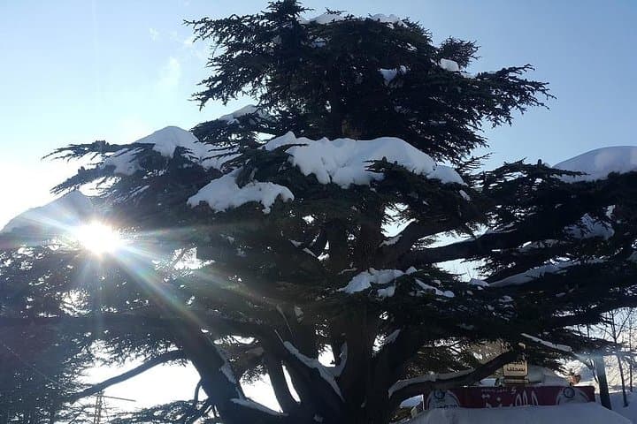 Full-Day Baalbek, Cedars & Qozhaya Tour from Beirut — Roman Temples and Ancient Cedars photo 3