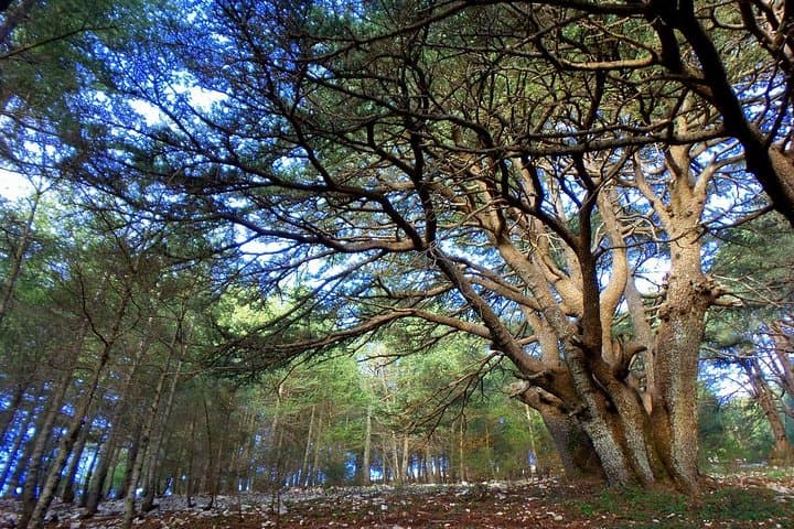 Full-Day Baalbek, Cedars & Qozhaya Tour from Beirut — Roman Temples and Ancient Cedars photo 4