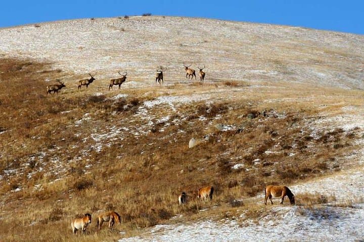 Hustai National Park & Nomadic Homestay: 2-Day Takhi Encounter from Ulaanbaatar photo 4