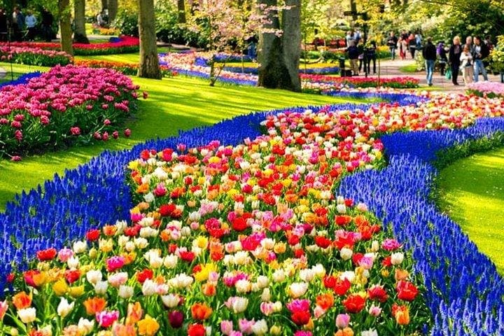 Keukenhof private tour: tulip fields, windmills & Volendam in one day