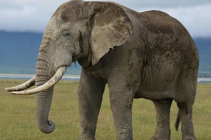 3-Day Tarangire, Ngorongoro & Lake Manyara Safari from Zanzibar photo 1