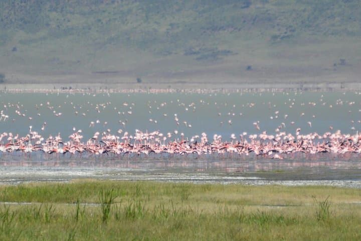 3-Day Tarangire, Ngorongoro & Lake Manyara Safari from Zanzibar photo 2