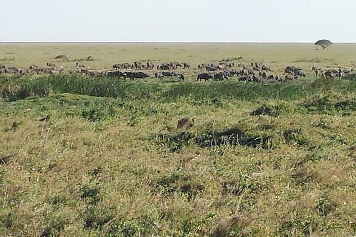 3-Day Tarangire, Ngorongoro & Lake Manyara Safari from Zanzibar photo 3