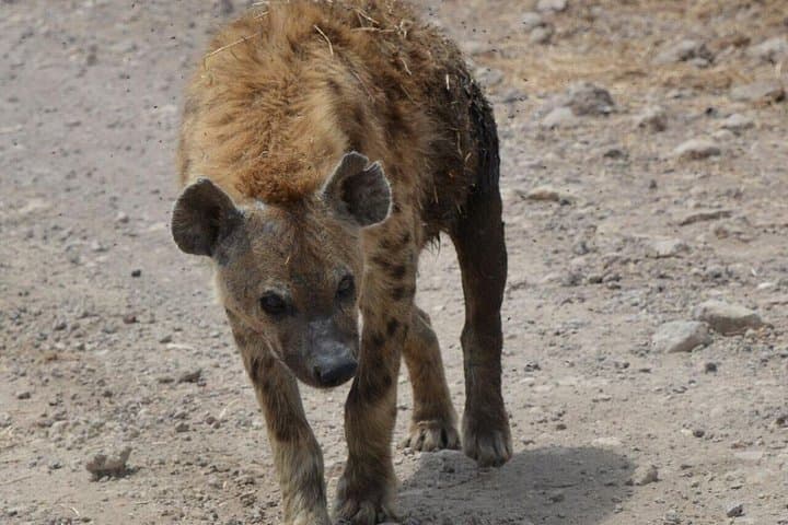 3-Day Tarangire, Ngorongoro & Lake Manyara Safari from Zanzibar photo 4