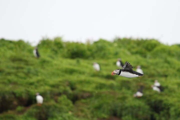 Reykjavík Puffin RIB Boat Tour: Premium Small-Group Puffin & Bird Watching photo 4