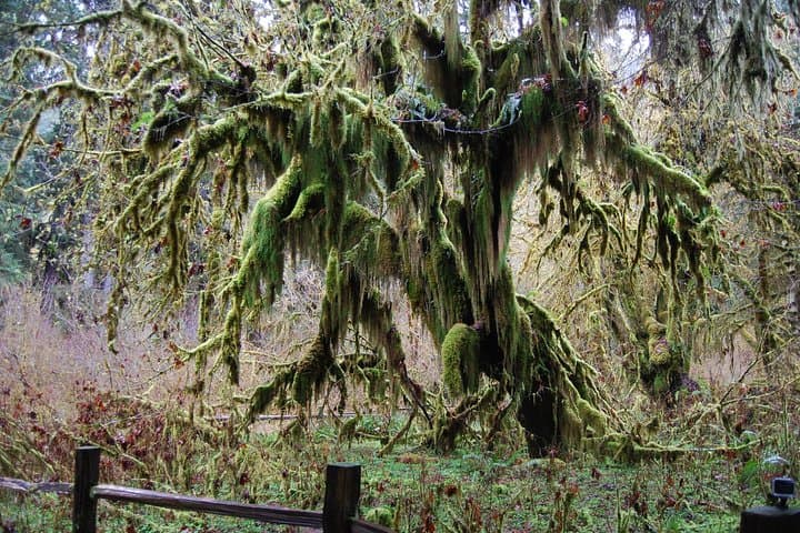 Hoh Rain Forest & Rialto Beach Guided Tour — Full-Day Olympic National Park Adventure photo 4