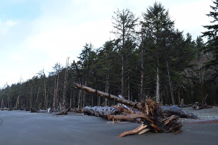 Hoh Rain Forest & Rialto Beach Guided Tour — Full-Day Olympic National Park Adventure photo 6