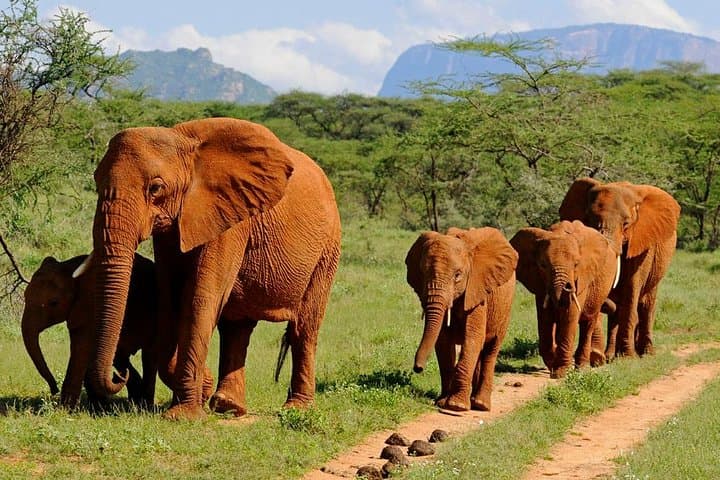 10-Day Kenya Safari: Masai Mara Wildlife & Diani Beach Escape photo 5