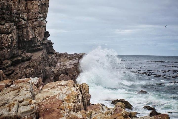 Cape Peninsula Private Tour: Cape Point, Chapman's Peak & Boulders Penguin Colony photo 5