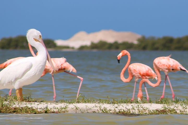 Private Yucatan Discovery Tour: Chichén Itzá, Uxmal, Cenotes & Flamingos photo 2