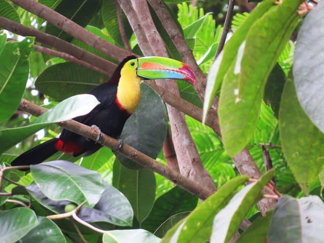 Soar Over Jacó: Canopy Zipline Through Costa Rica's Coastal Rainforest photo 6