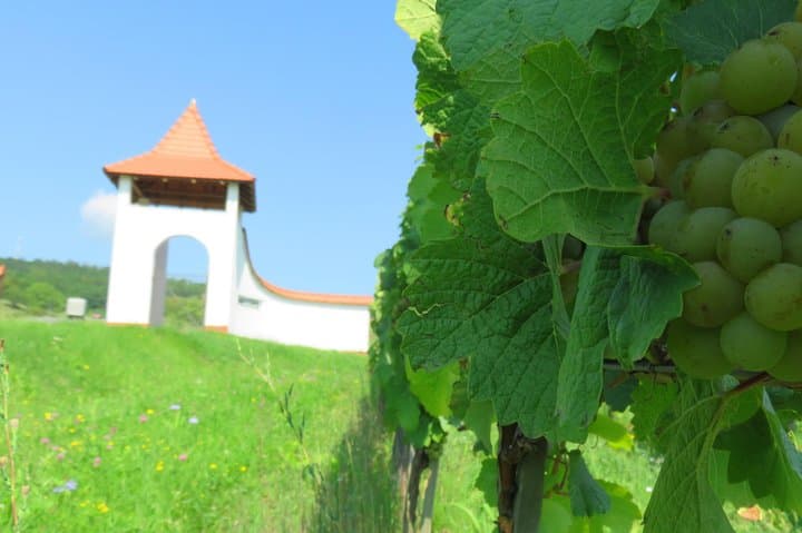 Cycling Dealu Mare: Two-Day Wine Route by Bike photo 4