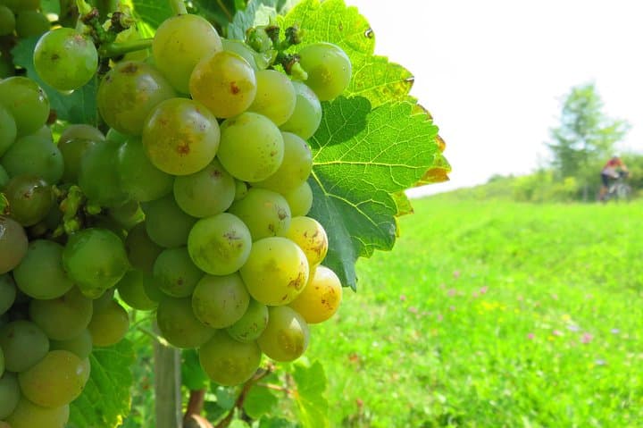 Cycling Dealu Mare: Two-Day Wine Route by Bike photo 5
