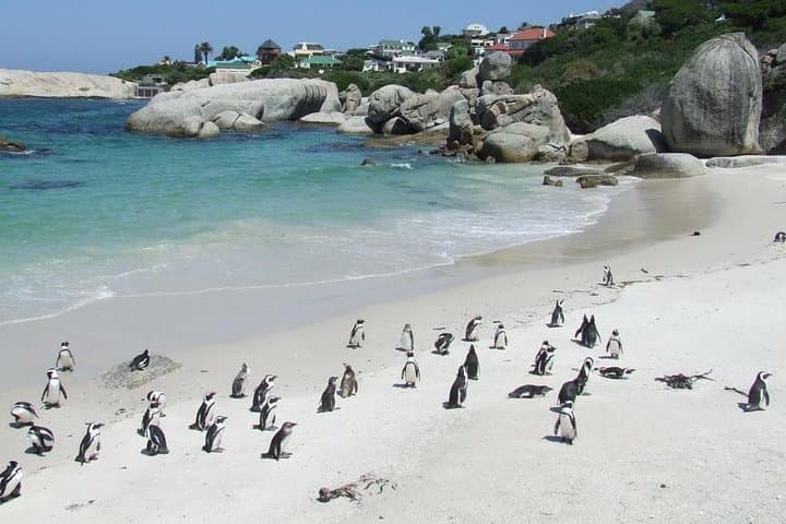 Cape Town Private Robben Island and Cape Point Full-Day Tour — Penguins, Peaks and History photo 4