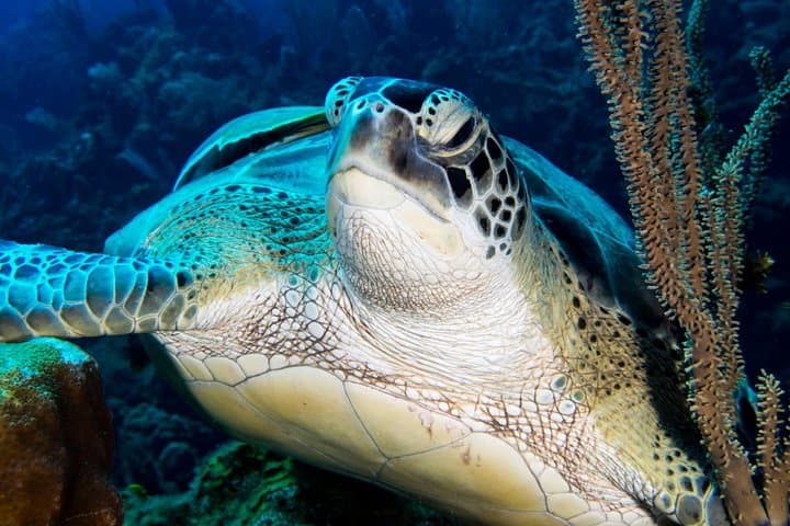 Discover Scuba Diving Roatán — Private Intro to the Barrier Reef photo 2